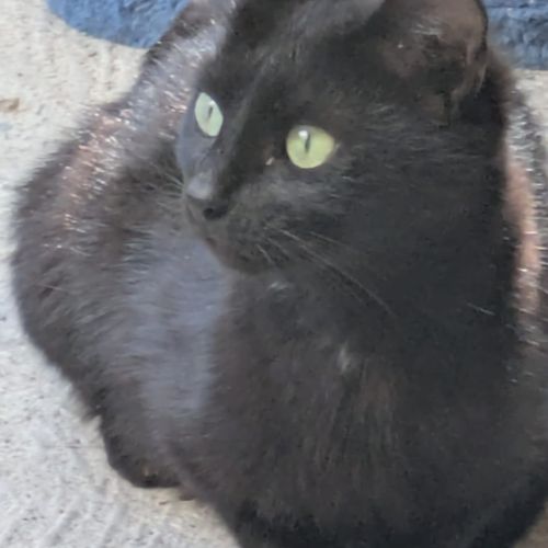 Chats et chatons à adopter sur valréas en asso #5