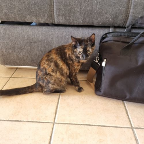 Chats et chatons à adopter sur valréas en asso #6