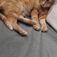 Chats et chatons à adopter sur valréas en asso #4