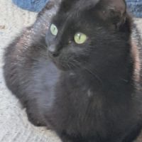 Chats et chatons à adopter sur valréas en asso #5