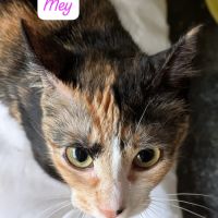 Chats et chatons à adopter sur valréas en asso #0