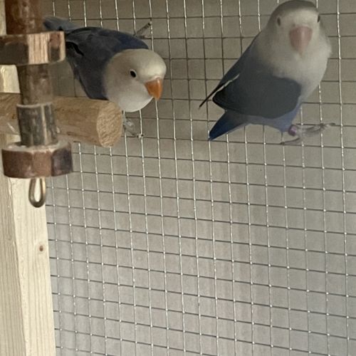 Couple reproducteur #1