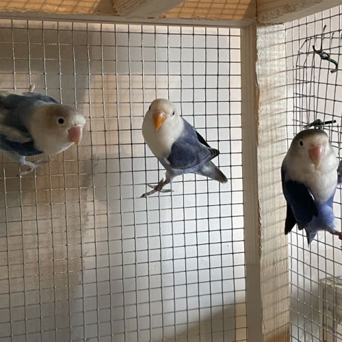 Couple reproducteur #0