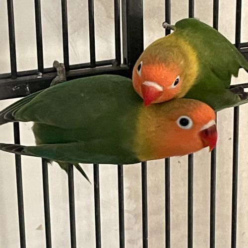 Couple reproducteur #3