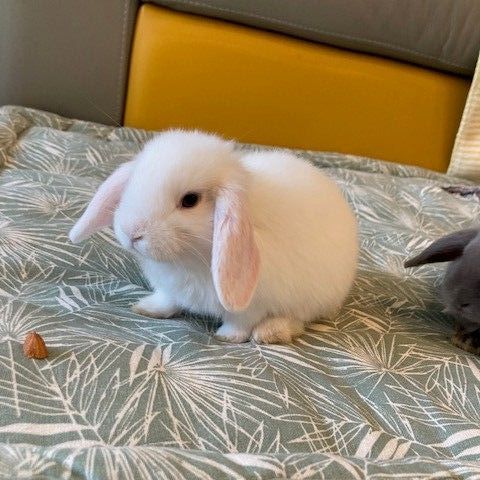 Lapins minilop a donner #2