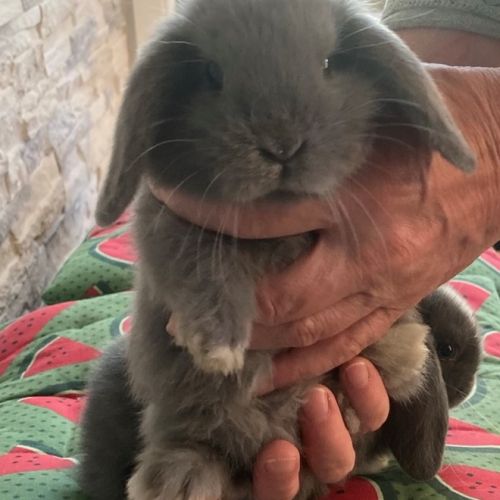 Lapins minilop a donner #3