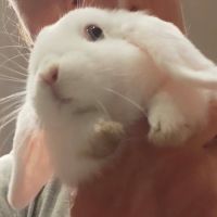 Lapins minilop a donner