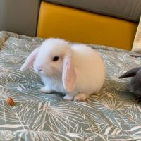 Lapins minilop a donner #2