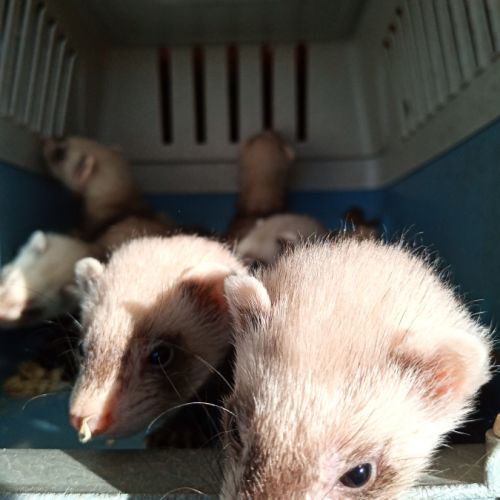 Magnifiques bébés furets de couleur putoisée #6