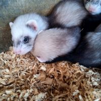 Magnifiques bébés furets de couleur putoisée #2