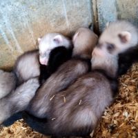 Magnifiques bébés furets de couleur putoisée #3