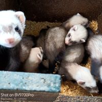 Magnifiques bébés furets de couleur putoisée #4