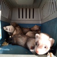 Magnifiques bébés furets de couleur putoisée #5