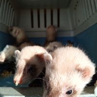 Magnifiques bébés furets de couleur putoisée #6