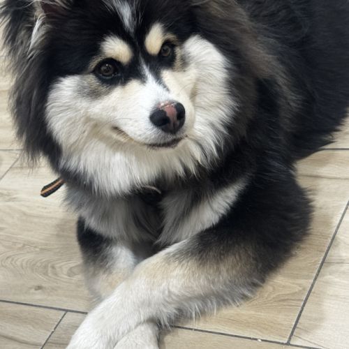 Chien finnois de laponie à donner #1