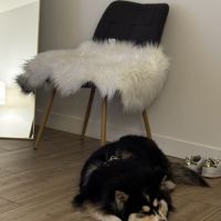 Chien finnois de laponie à donner #0