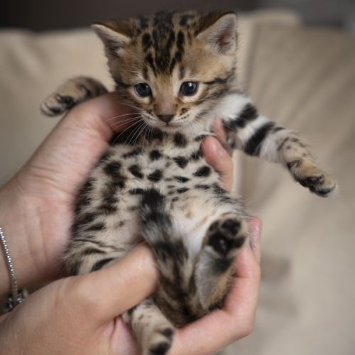 Chaton bengal #1