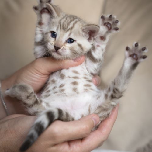 Chaton bengal #2