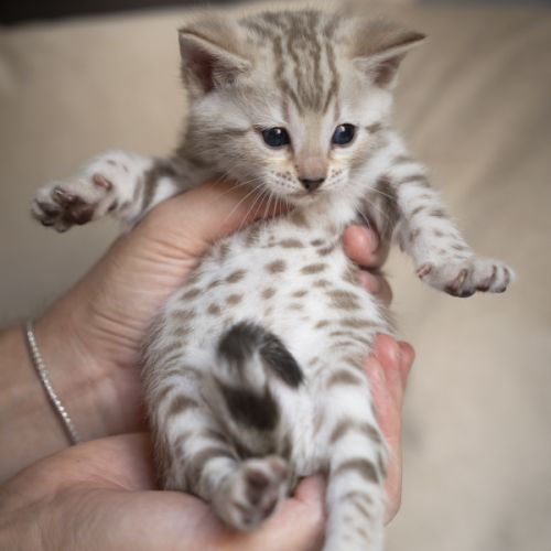 Chaton bengal #4