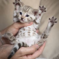 Chaton bengal #2