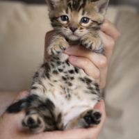 Chaton bengal #3