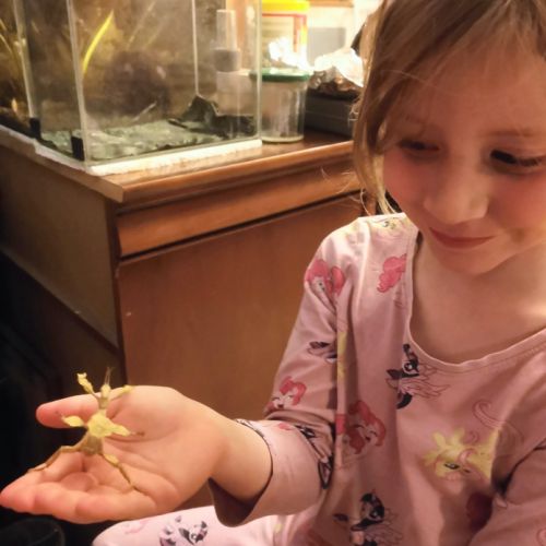 Extatosoma tiaratum #0