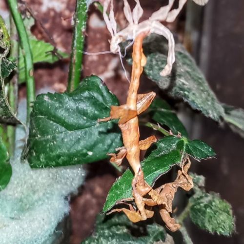 Extatosoma tiaratum #3