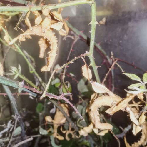 Extatosoma tiaratum #4