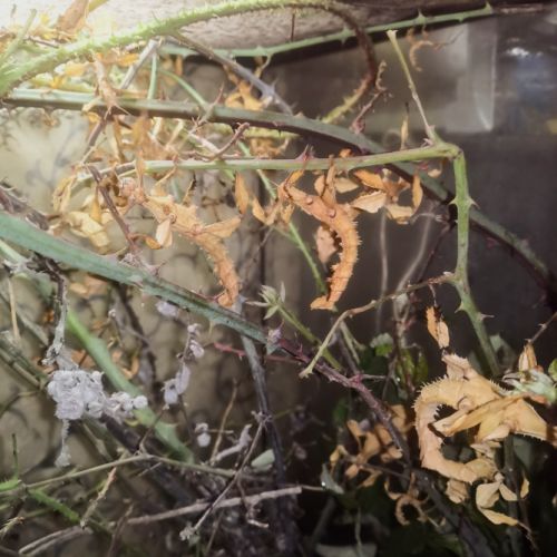 Extatosoma tiaratum #5