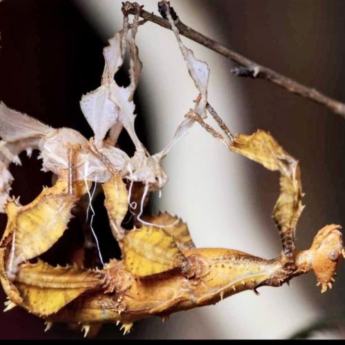 Extatosoma tiaratum #6