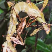 Extatosoma tiaratum #1