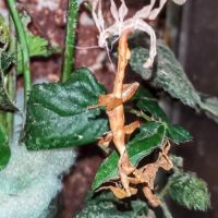 Extatosoma tiaratum #3