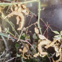 Extatosoma tiaratum #4