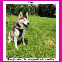 Femelle husky de sibérie adulte.