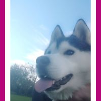 Femelle husky de sibérie adulte. #2