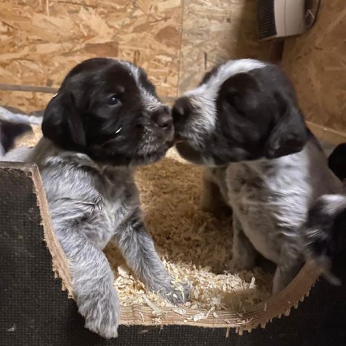 Chiots griffon korthals #1