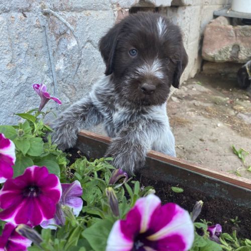 Chiots griffon korthals #3