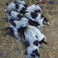 Chiots griffon korthals #0