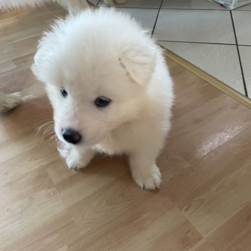 Vend chiot samoyède #1