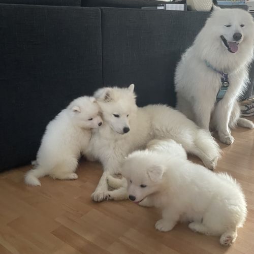 Vend chiot samoyède #3