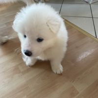 Vend chiot samoyède #1