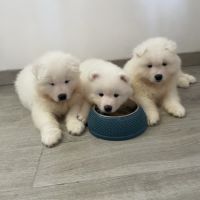 Vend chiot samoyède #2