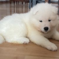 Vend chiot samoyède