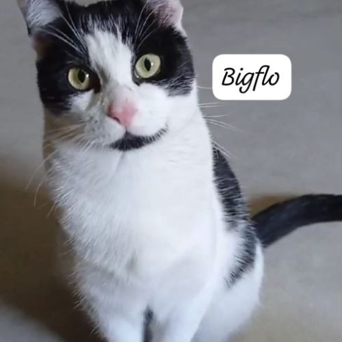 Bigflo à adopter #2