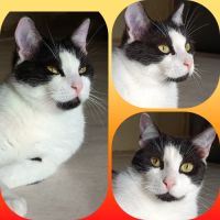 Bigflo à adopter #0