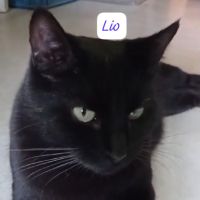 Lio à adopter #0