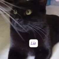 Lio à adopter #2