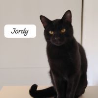 Jordy à adopter