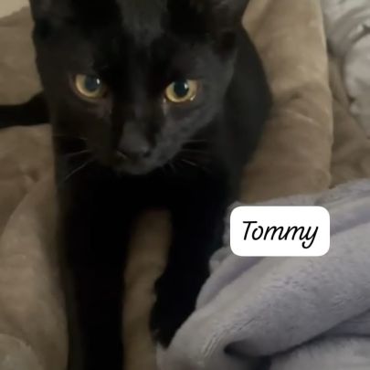 Tommy à adopter #1