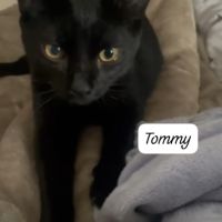 Tommy à adopter #1